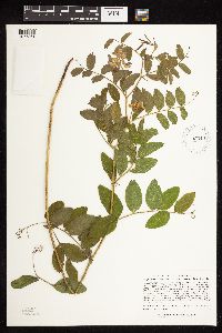 Lathyrus venosus image