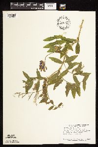 Lathyrus venosus image