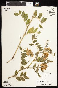 Lathyrus venosus image