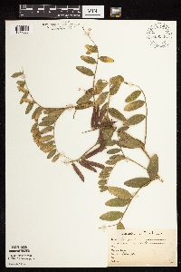 Lathyrus venosus image