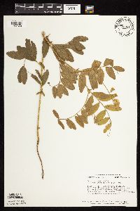 Lathyrus venosus image