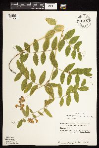 Lathyrus venosus image