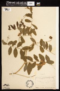 Lathyrus venosus image