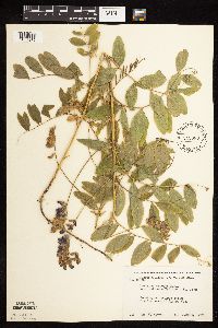 Lathyrus venosus image