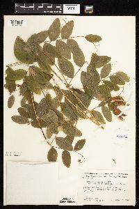 Lathyrus venosus image