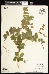 Lathyrus venosus image