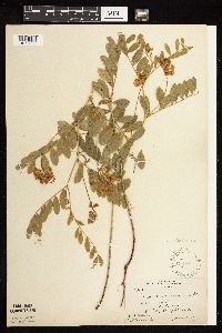 Lathyrus venosus image