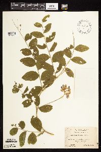 Lathyrus venosus image