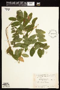 Lathyrus venosus image