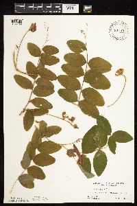 Image of Lathyrus venosus