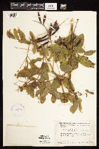 Lathyrus venosus image