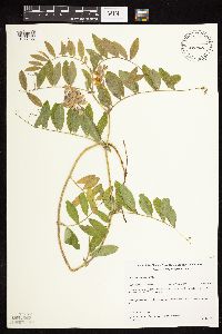 Lathyrus venosus image