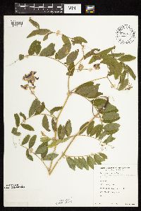 Lathyrus venosus image