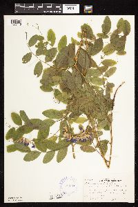 Lathyrus venosus image