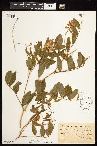 Lathyrus venosus image