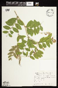 Lathyrus venosus image