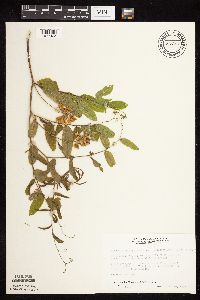 Lathyrus venosus image