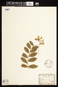 Lathyrus venosus image