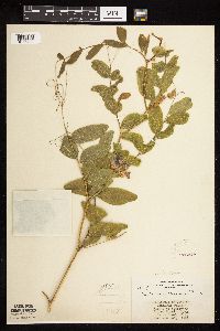 Lathyrus venosus image