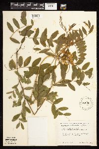 Lathyrus venosus image