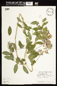 Lathyrus venosus image