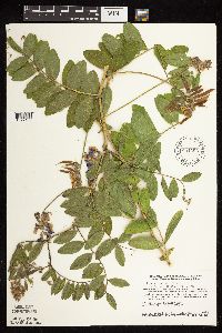 Lathyrus venosus image