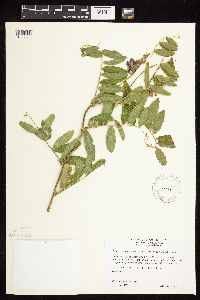 Lathyrus venosus image