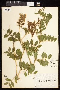 Thumbnail image of current specimen