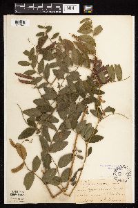 Lathyrus venosus image