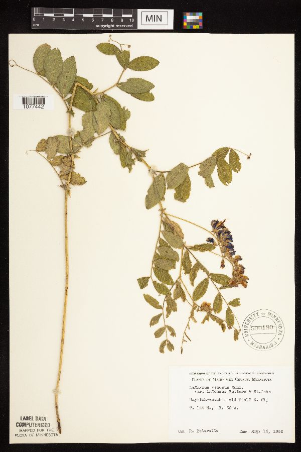 Lathyrus venosus image