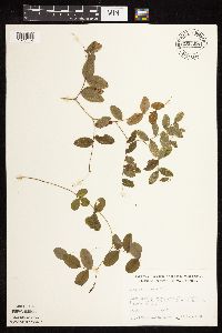 Lathyrus venosus image