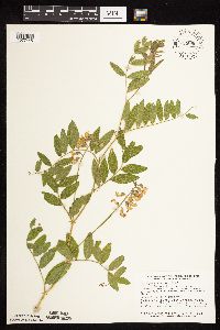 Lathyrus venosus image