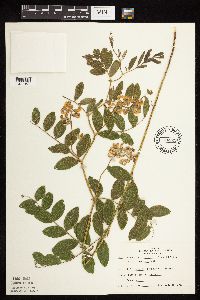 Lathyrus venosus image