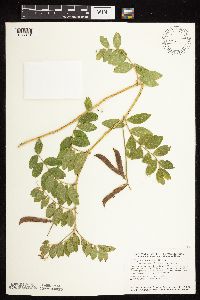 Lathyrus venosus image