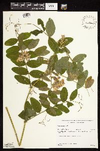 Lathyrus venosus image