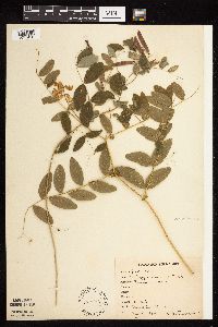 Lathyrus venosus image