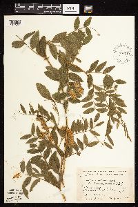 Lathyrus venosus image