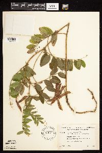 Lathyrus venosus image