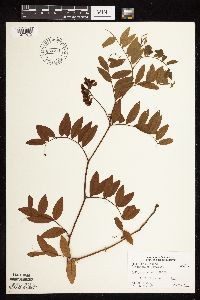 Lathyrus venosus image