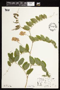 Lathyrus venosus image