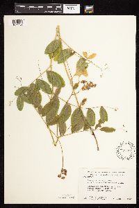 Lathyrus venosus image