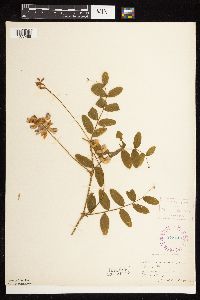 Lathyrus venosus image