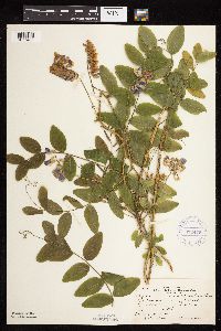 Lathyrus venosus image