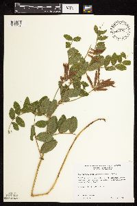 Lathyrus venosus image