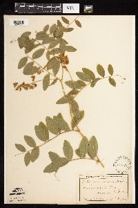 Lathyrus venosus image