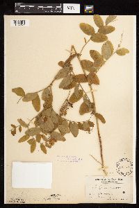 Lathyrus venosus image