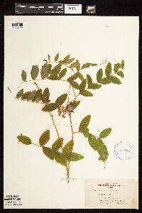 Lathyrus venosus image