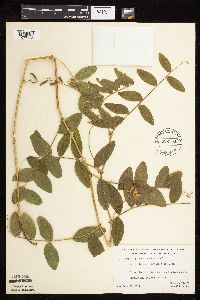 Lathyrus venosus image