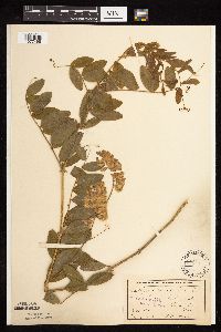 Lathyrus venosus image