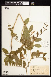 Lathyrus venosus image